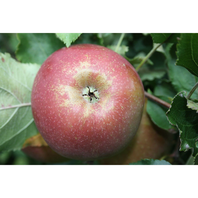 Boskop Äpfel vom Lindehof - 1kg - PRE-ORDER - in store 12.11.